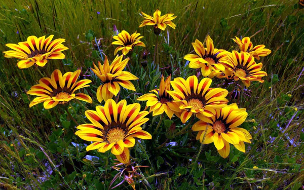 yellow flower flower nature gazania HD Desktop Wallpaper | Background Image