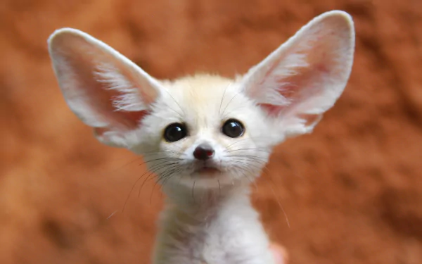 Close-up of a fennec fox with large ears, displayed in 4K Ultra HD quality as a PC desktop wallpaper background.