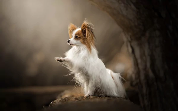 depth of field dog Papillon Animal HD Desktop Wallpaper | Background Image