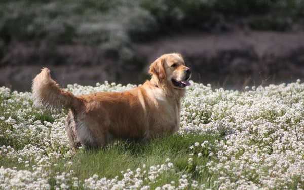 Animal golden retriever HD Desktop Wallpaper | Background Image