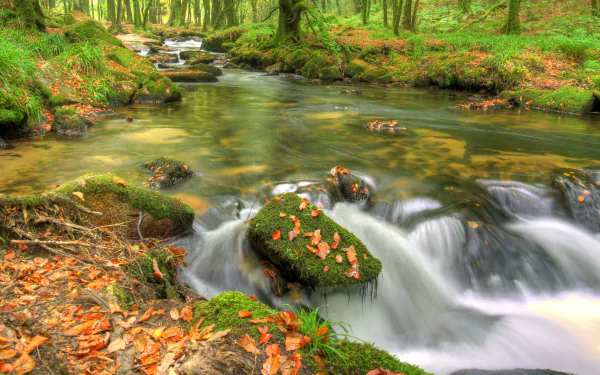 leaf moss waterfall Ireland fall nature stream HD Desktop Wallpaper | Background Image