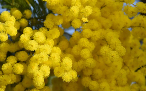 Close-up of vibrant golden wattle (mimosa) flowers in full spring bloom, captured in HD for a bright and lively PC desktop wallpaper.