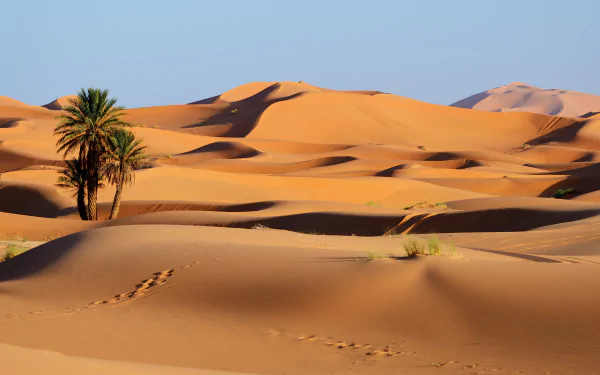 4K Ultra HD image of golden sand dunes in Morocco's desert, featuring sparse vegetation and clear blue sky, showcasing the natural beauty of the sandy landscape.