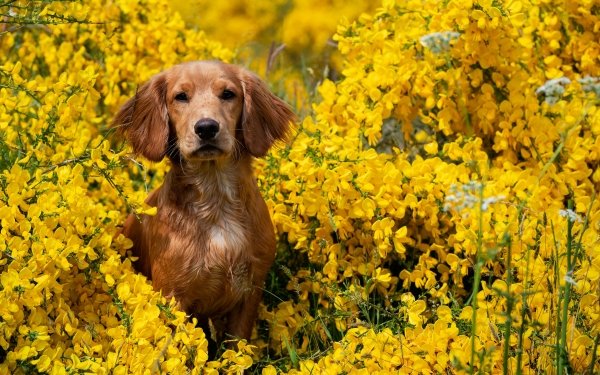 Animal Spaniel Dogs Dog Pet Yellow Flower HD Wallpaper | Background Image