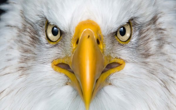 Animal Bald Eagle Birds Eagles Bird Stare HD Wallpaper | Background Image