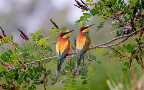 Two colorful European bee-eater birds perched on leafy branches, captured in high definition as an animal-themed PC desktop wallpaper.