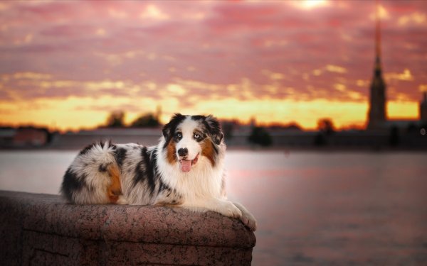 Animal Australian Shepherd Dogs Dog Depth Of Field HD Wallpaper | Background Image