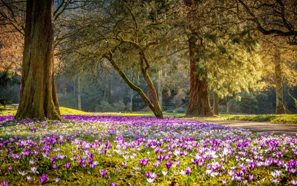 photography park HD Desktop Wallpaper | Background Image