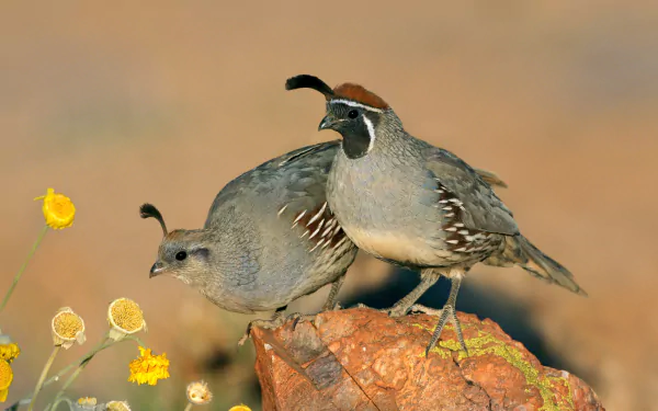 HD desktop wallpaper featuring two quails perched on a rock amidst yellow wildflowers, showcasing detailed feathers and natural earthy tones.