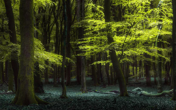 HD PC desktop wallpaper featuring a lush green forest with sunlight filtering through dense tree canopies, highlighting vibrant foliage and a serene natural atmosphere.