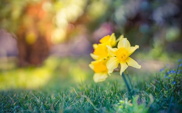 Nature Daffodil Flowers Narcissus HD Wallpaper | Background Image