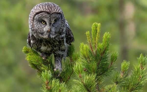 Animal Owl Birds Owls Tawny Owl Bird HD Wallpaper | Background Image