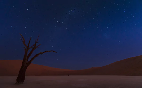 night dead tree Namibia sand dune star sky nature desert HD Desktop Wallpaper | Background Image