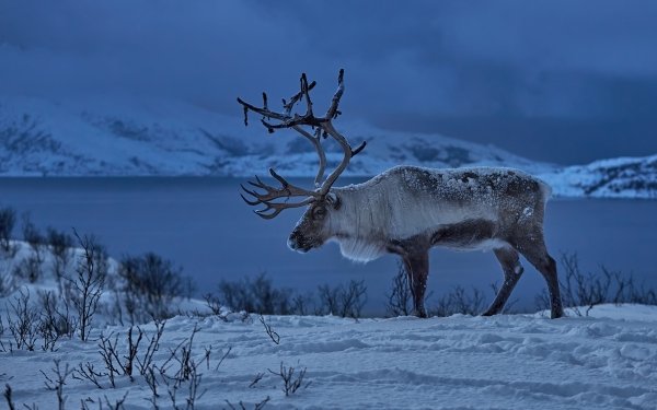Animal Reindeer Winter Snow Norway HD Wallpaper | Background Image