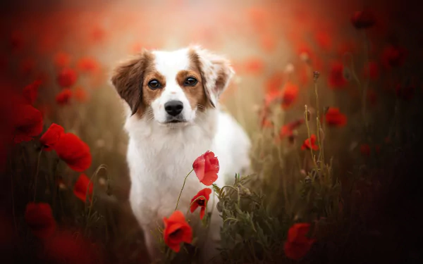dog Animal Kooikerhondje HD Desktop Wallpaper | Background Image