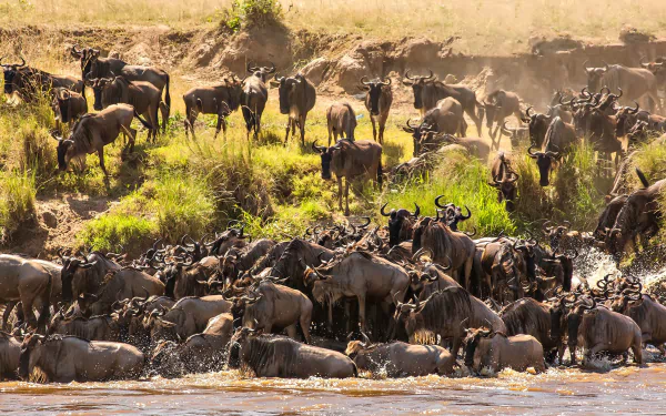 Animal wildebeest HD Desktop Wallpaper | Background Image
