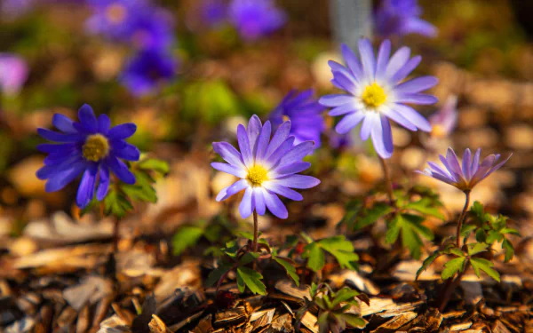 nature anemone HD Desktop Wallpaper | Background Image