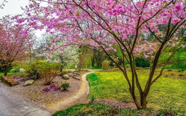 Photography Park Tree Spring Sakura HD Wallpaper | Background Image