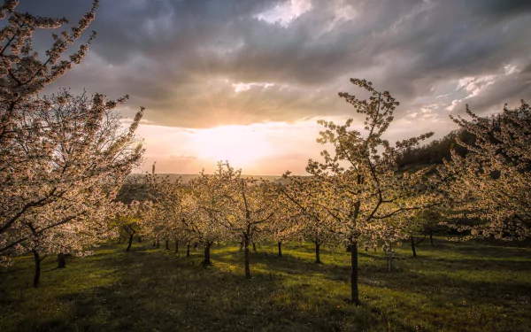 orchard sunset nature sunrise HD Desktop Wallpaper | Background Image