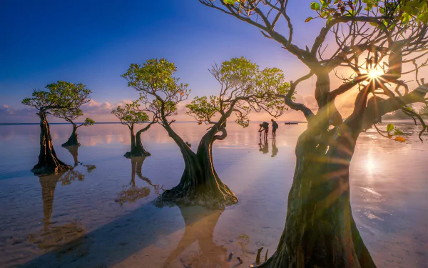 HD desktop wallpaper of serene Indonesian beach at sunrise, featuring mangrove trees standing in calm shallow water under a vibrant sky.