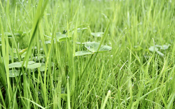 water drop dew nature grass HD Desktop Wallpaper | Background Image