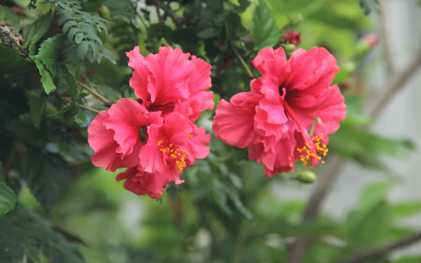 nature hibiscus HD Desktop Wallpaper | Background Image