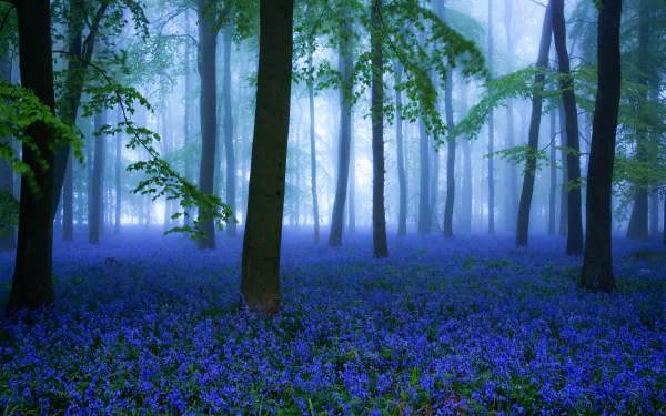 fog nature blue flower bluebell forest flower HD Desktop Wallpaper | Background Image