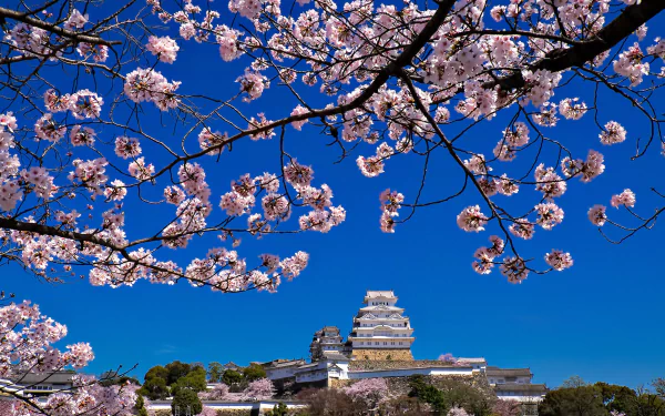 sakura Japan spring sky man made Himeji Castle HD Desktop Wallpaper | Background Image