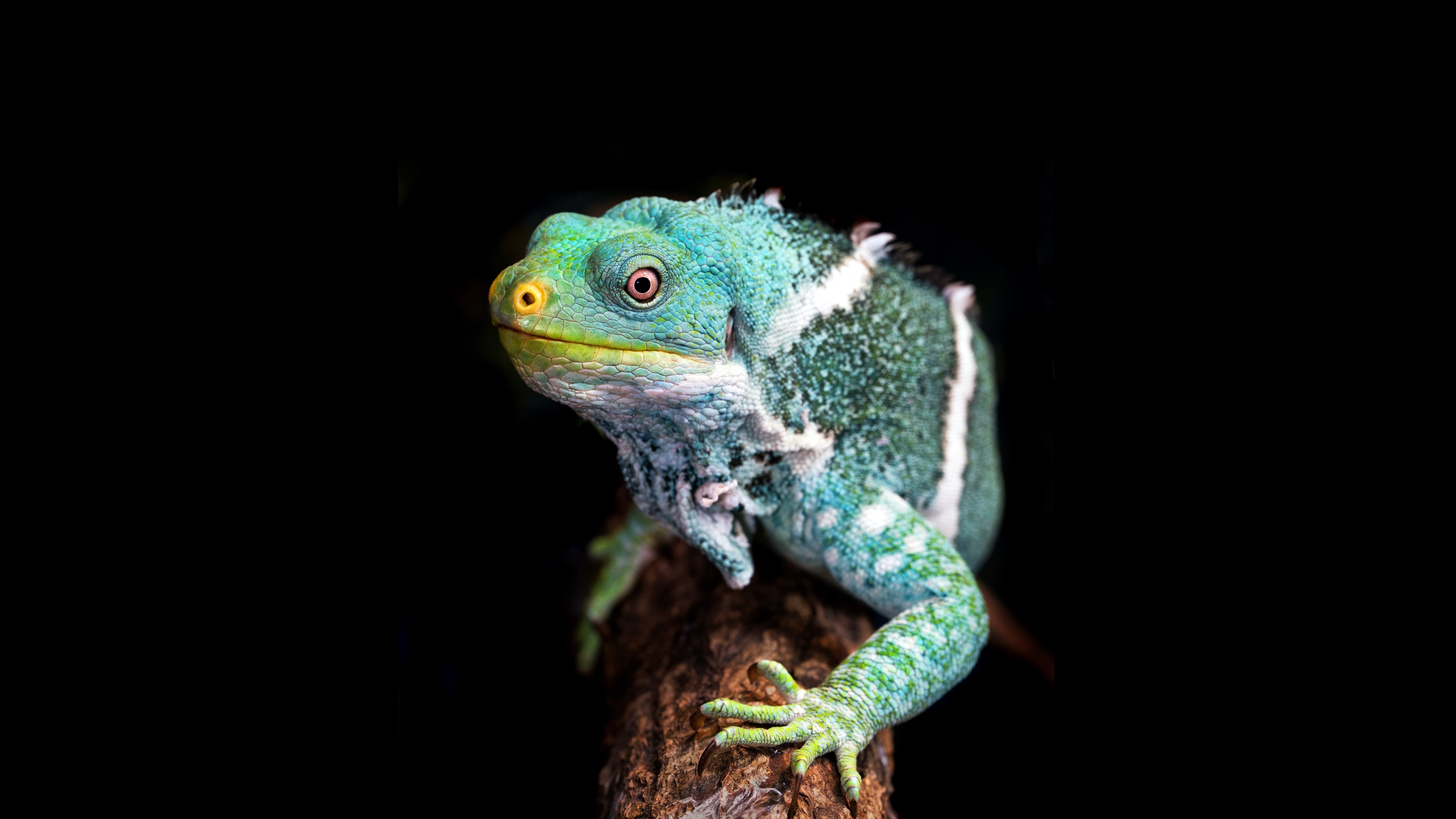 Animal Iguana 4k Ultra HD Wallpaper by ArtTower