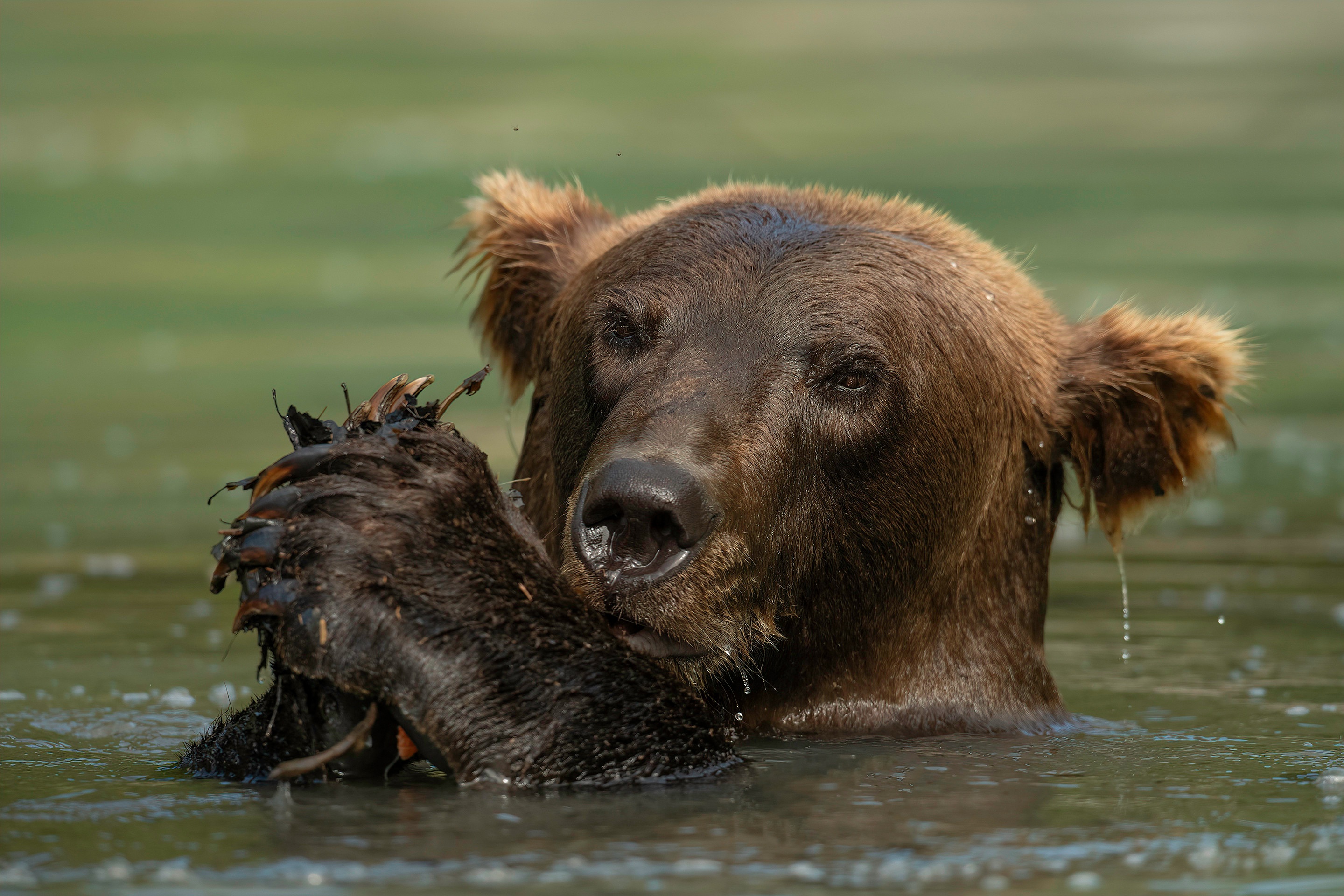 Медведь купается. Бурый медведь в воде. Бурый медведь плавает. Медведь плавает.