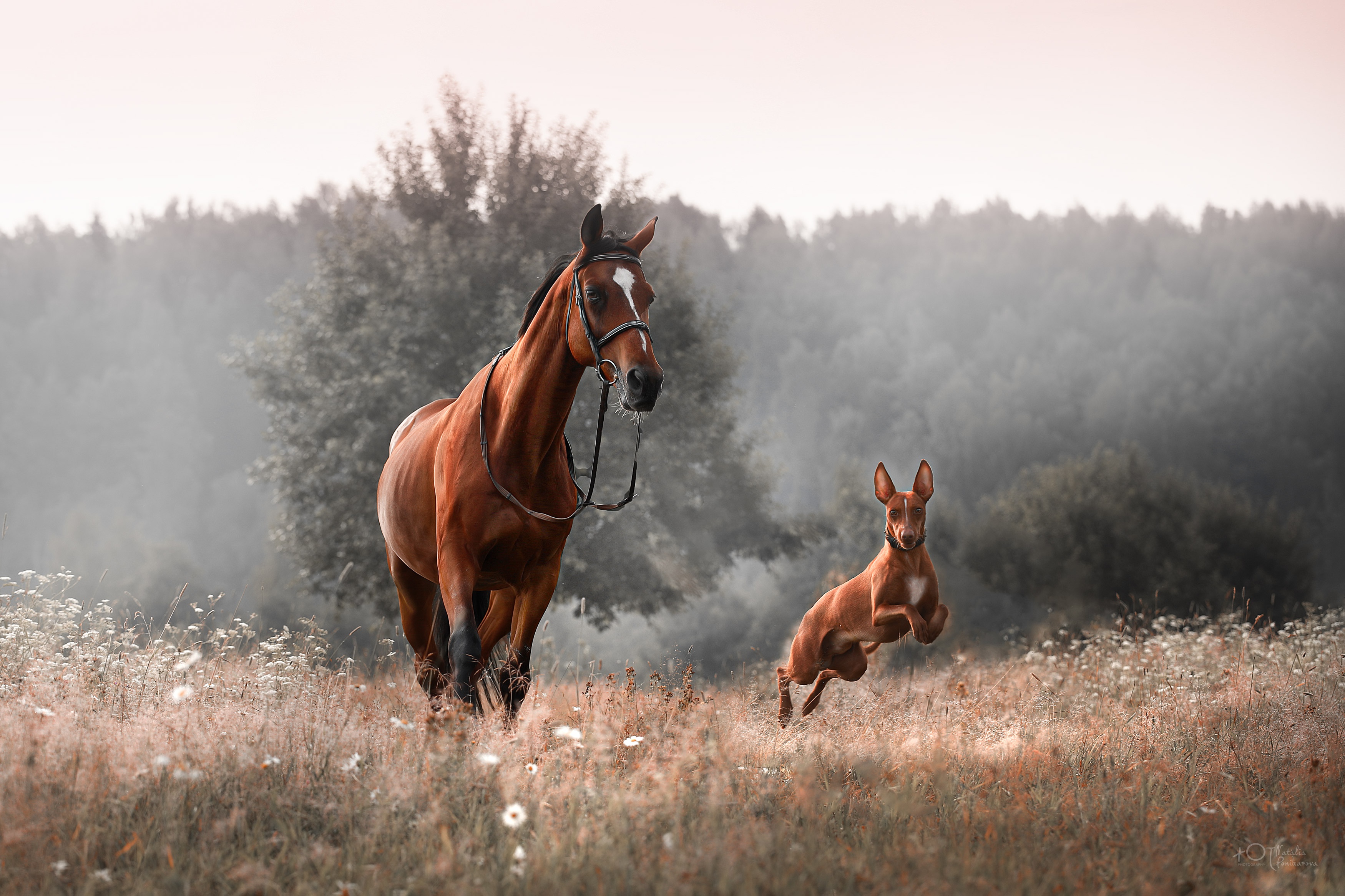 Animal Horse HD Wallpaper