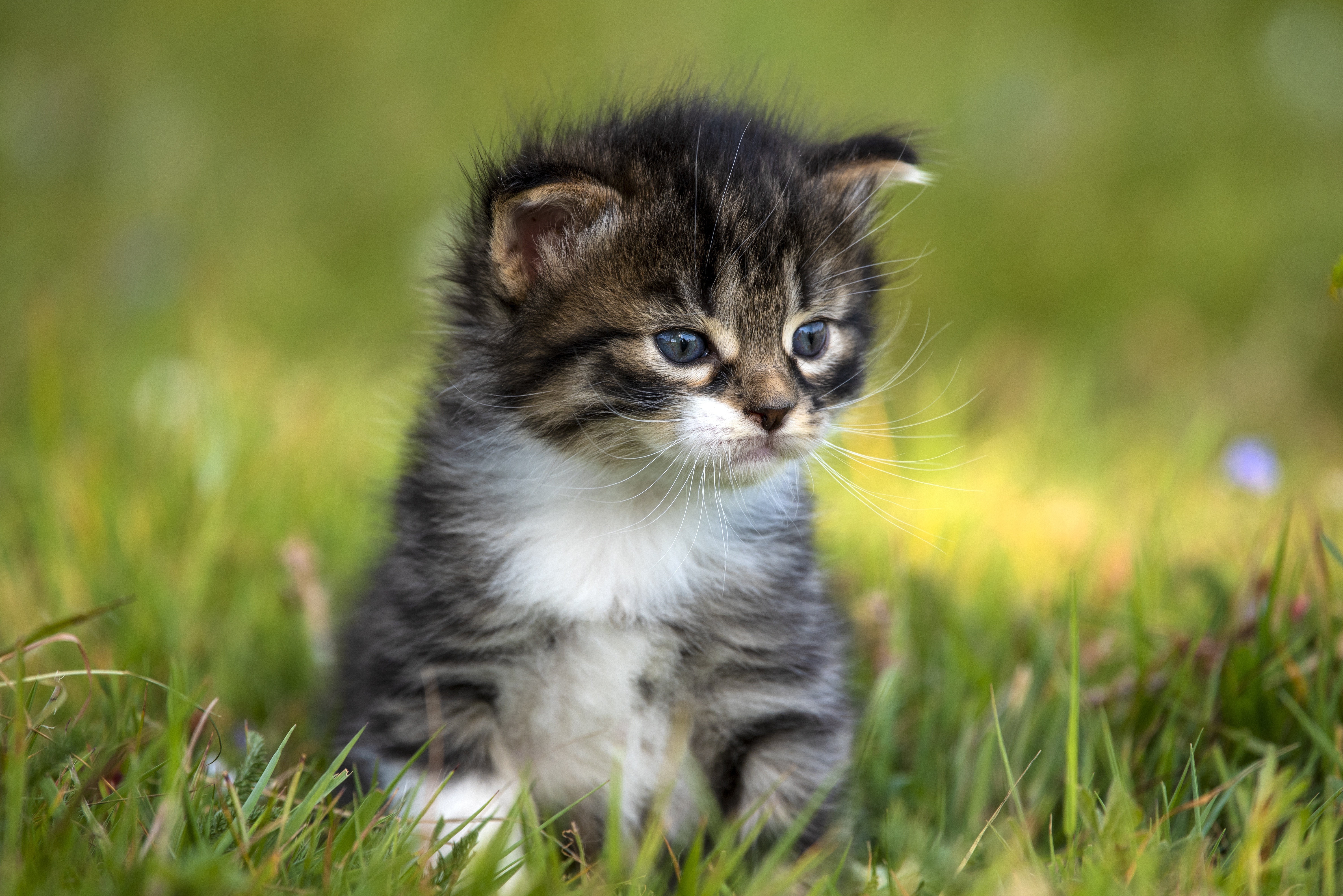 Download Baby Animal Kitten Animal Cat HD Wallpaper