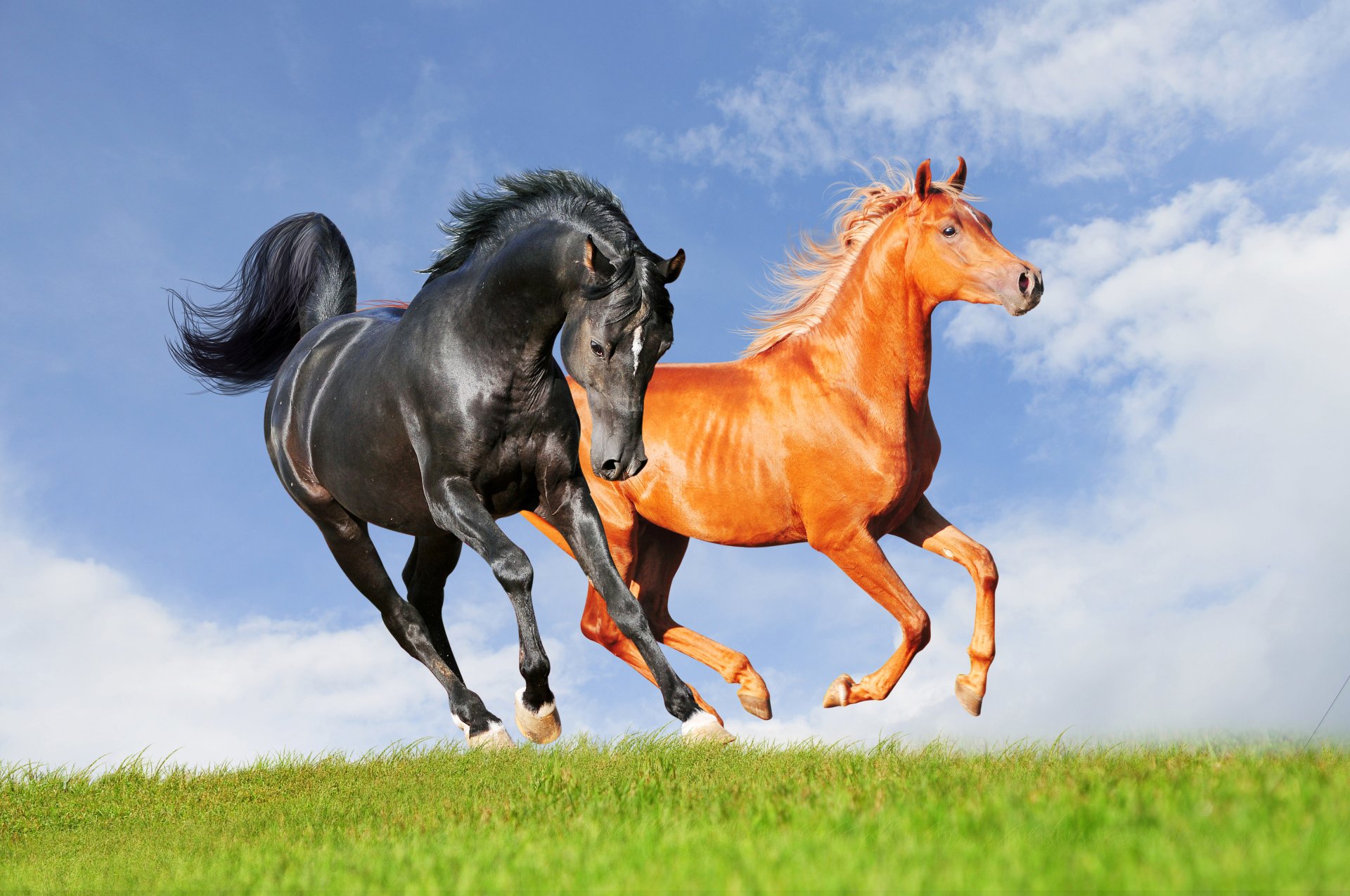 horses running in a field