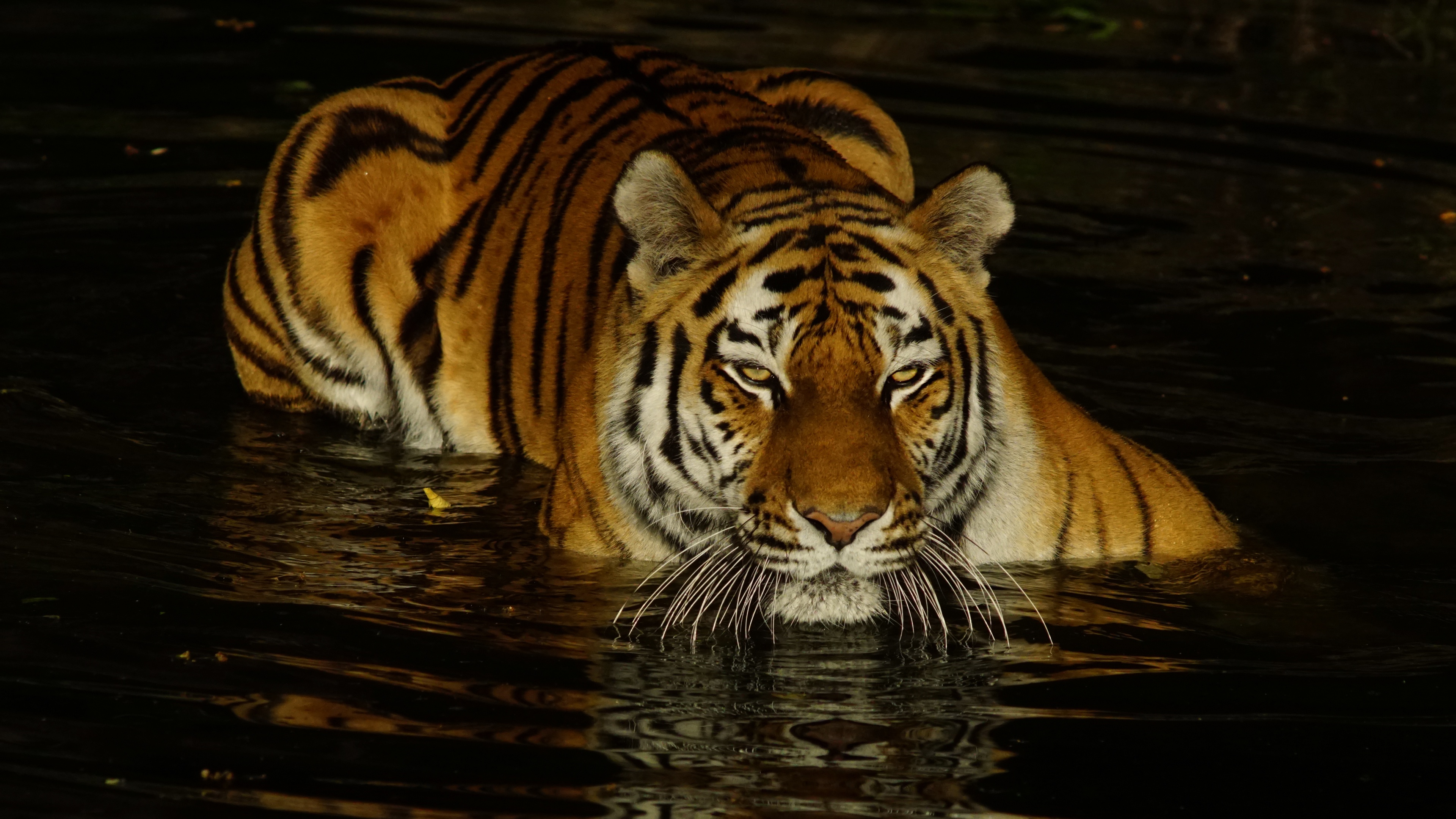 Download Animal Tiger 4k Ultra Hd Wallpaper