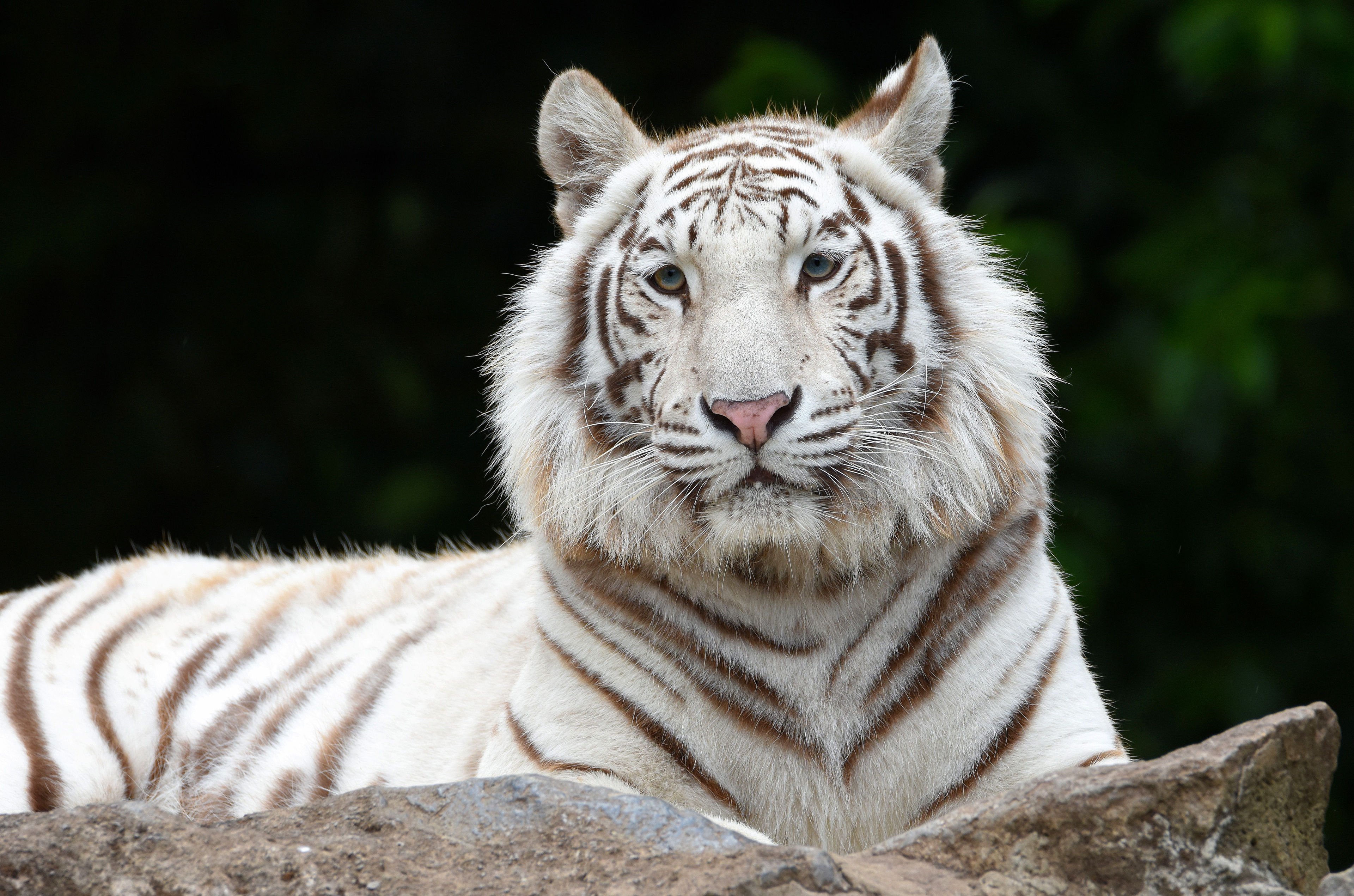 Animal White Tiger 4k Ultra HD Wallpaper