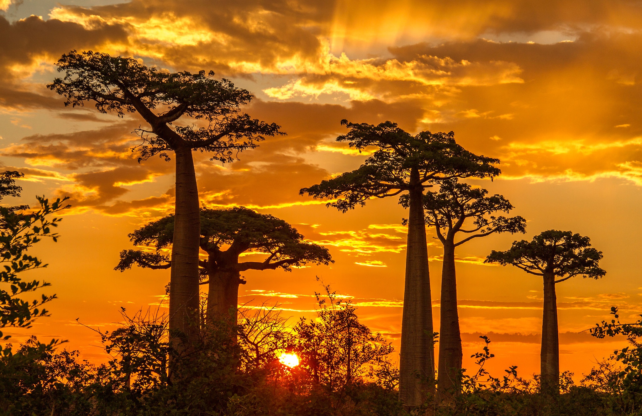 Download Madagascar Sunset Nature Baobab Tree HD Wallpaper Download Madagascar Sunset Nature Baobab Tree HD Wallpaper