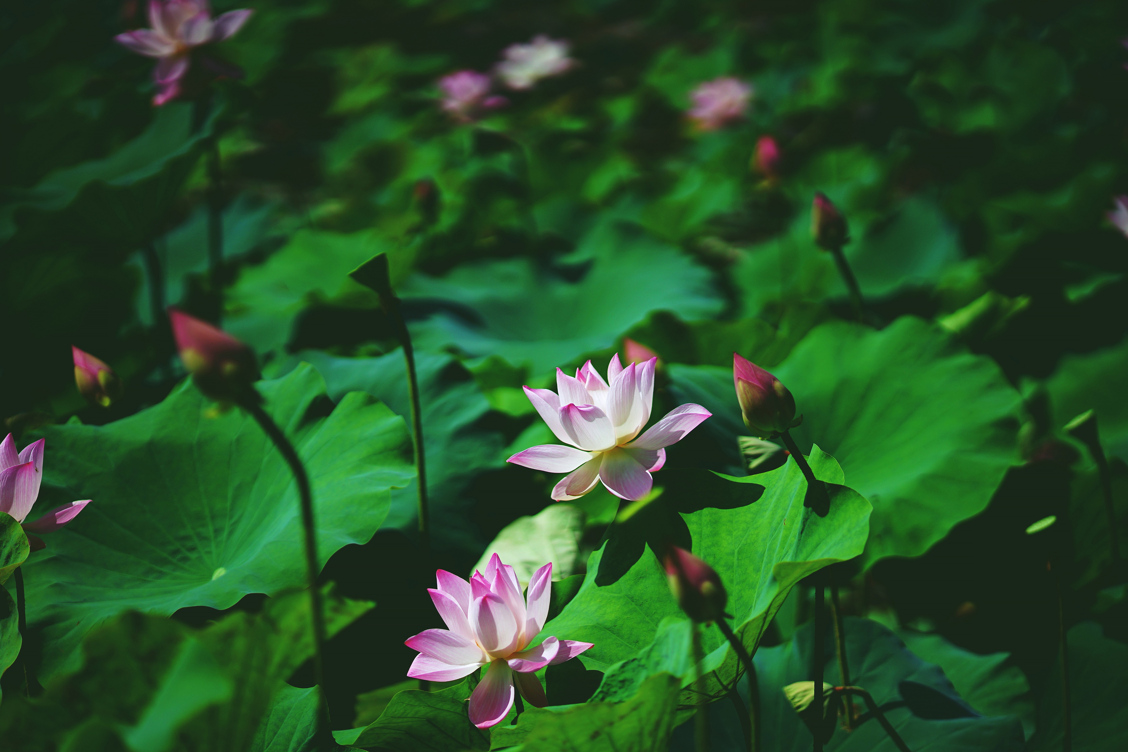 Download Nature Lotus 4k Ultra HD Wallpaper