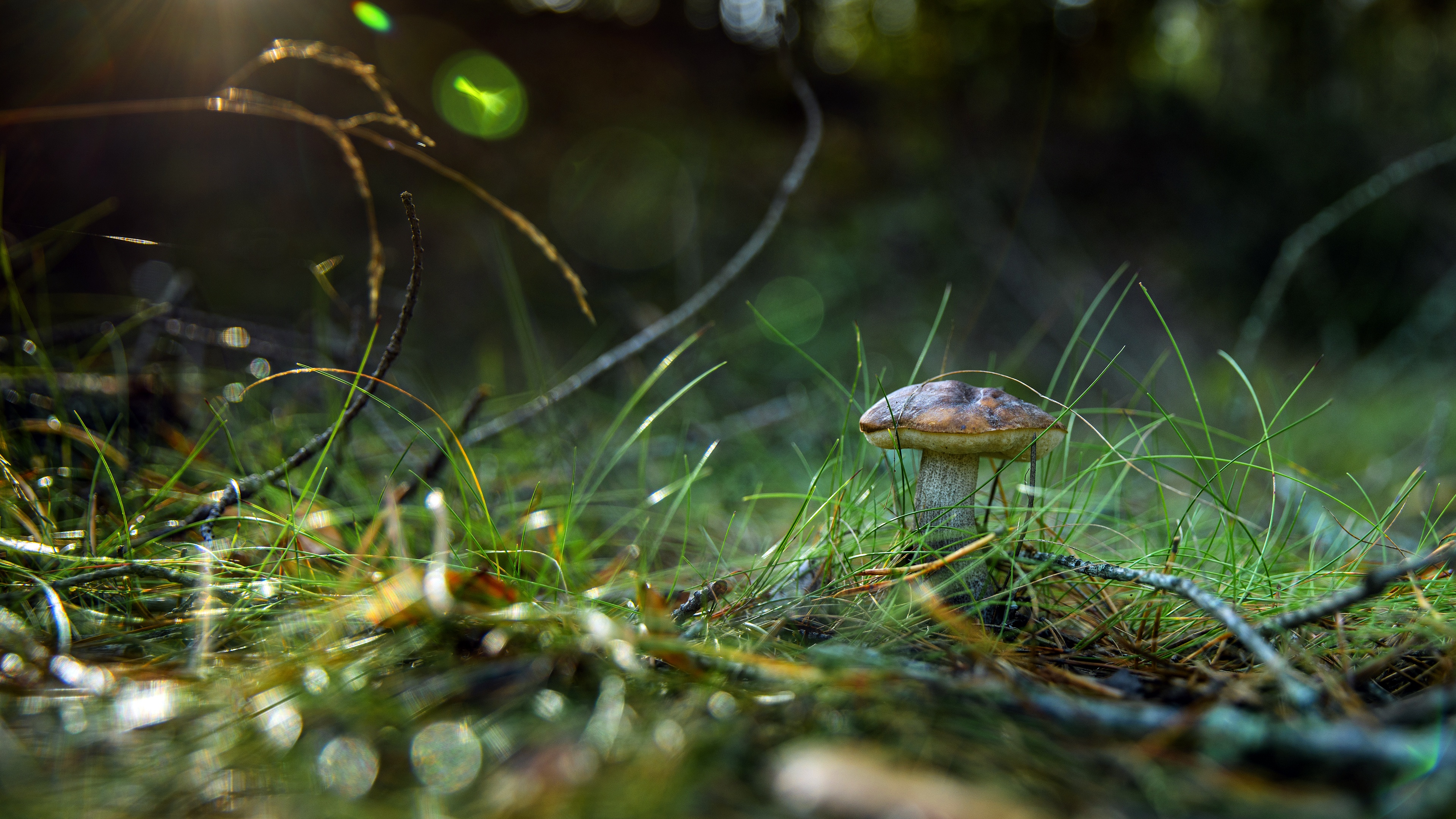 Download Grass Nature Mushroom 4k Ultra HD Wallpaper