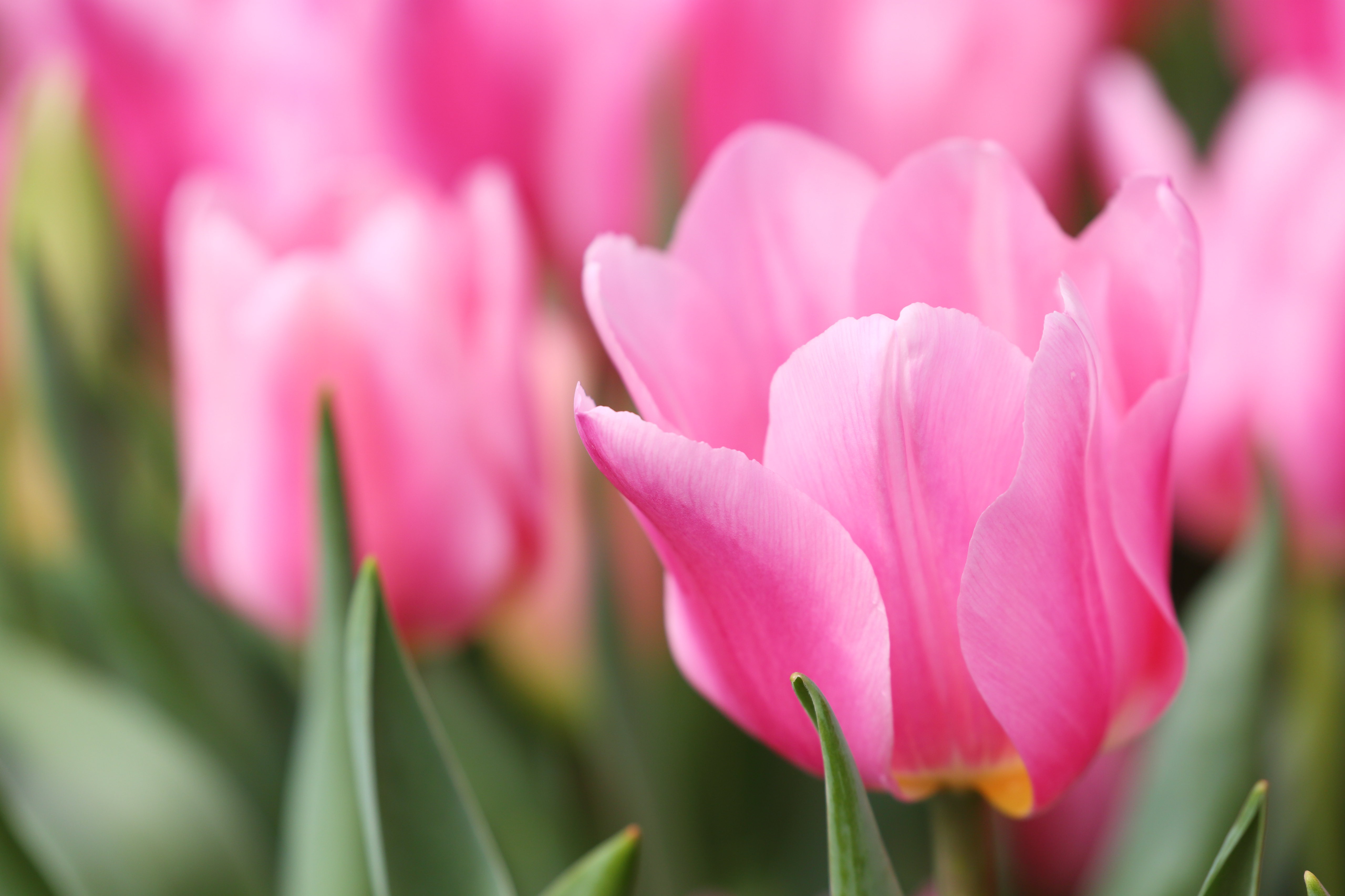 Download Flower Macro Nature Tulip 4k Ultra HD Wallpaper