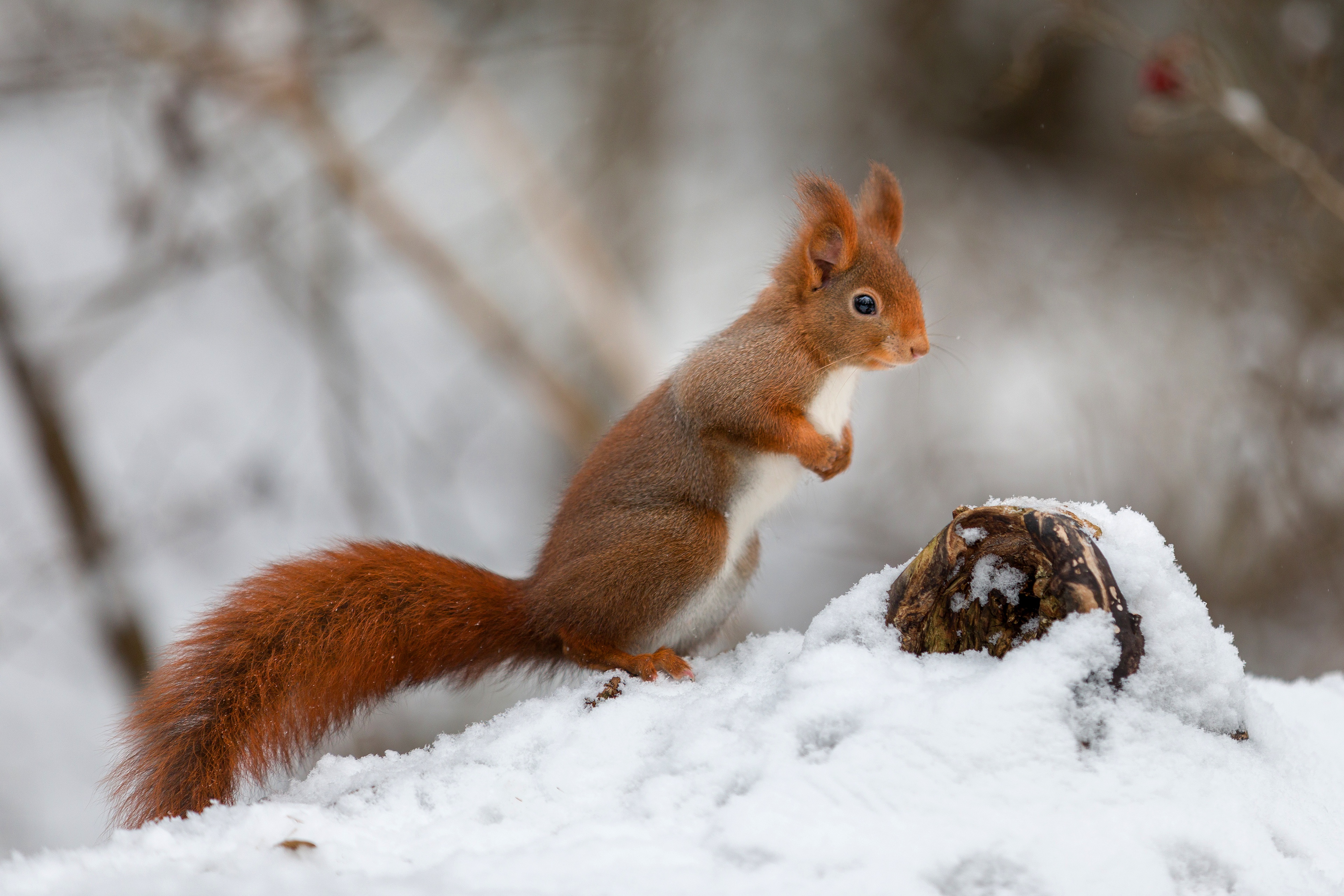 Download Snow Winter Animal Squirrel 4k Ultra HD Wallpaper