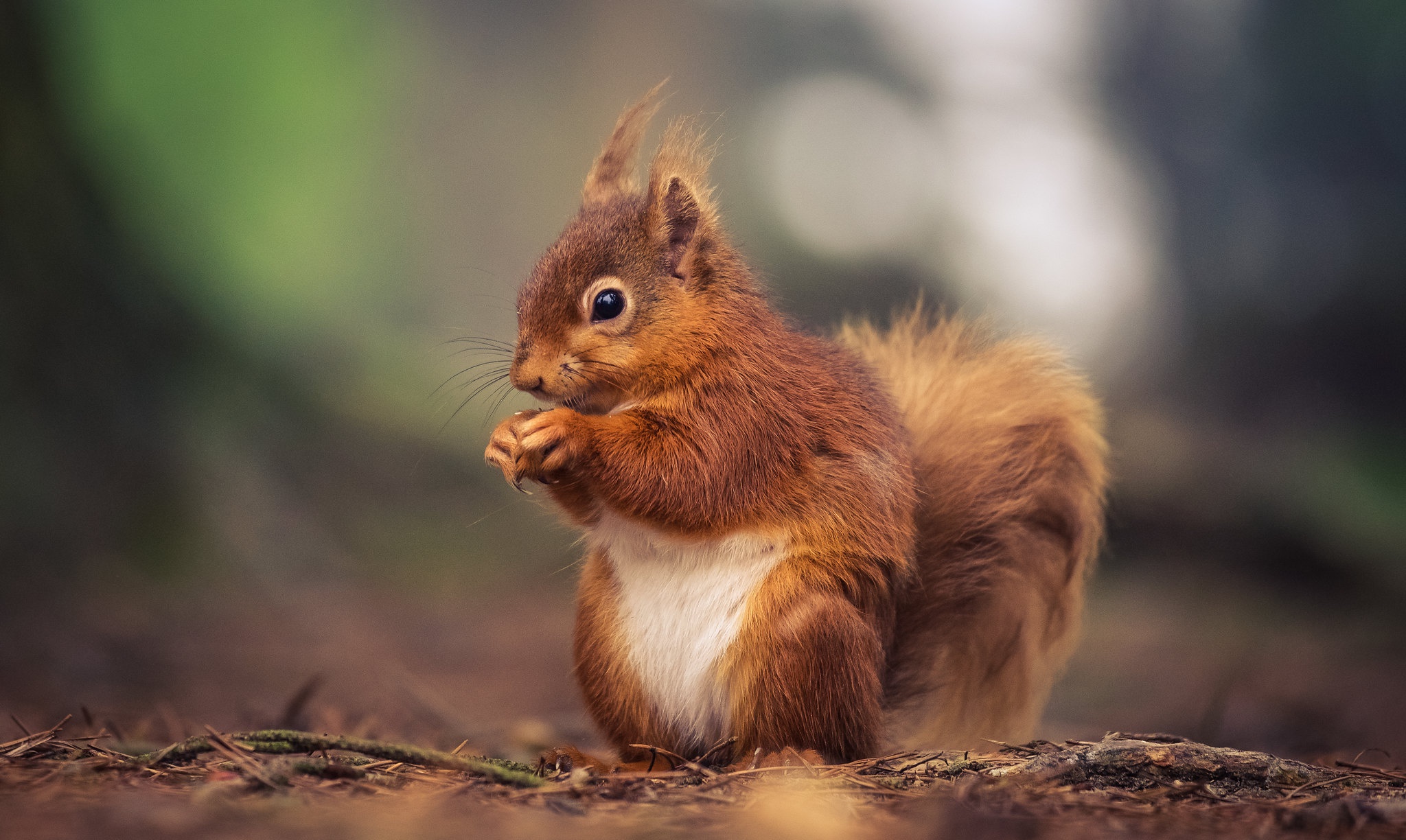 Squirrel HD Wallpaper