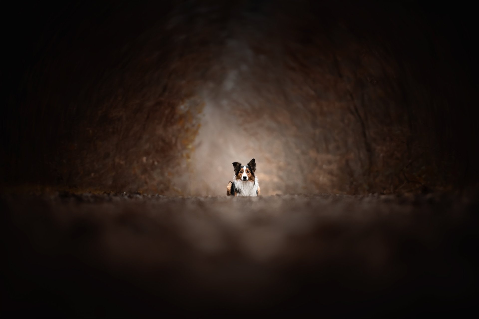 Download Animal Border Collie HD Wallpaper by Audrey Bellot