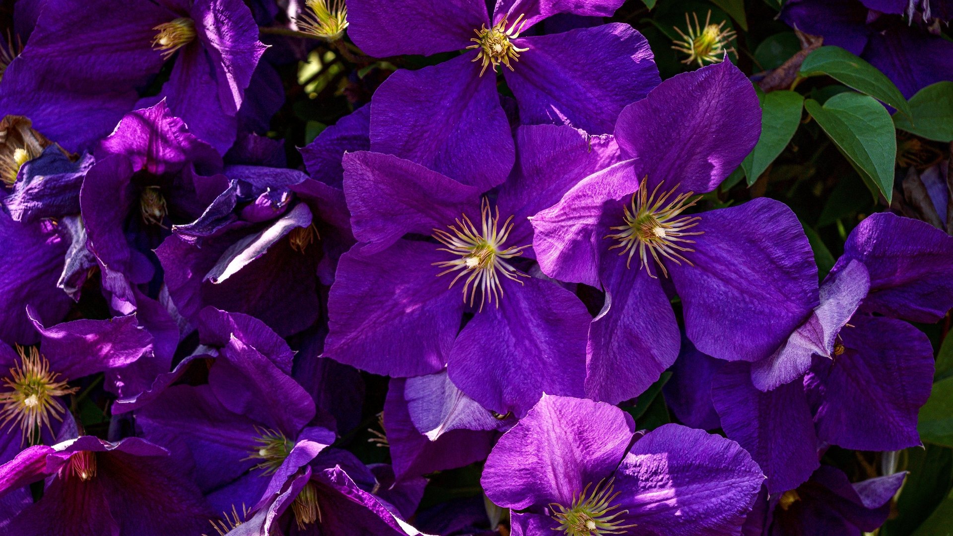 Download Nature Clematis 4k Ultra HD Wallpaper