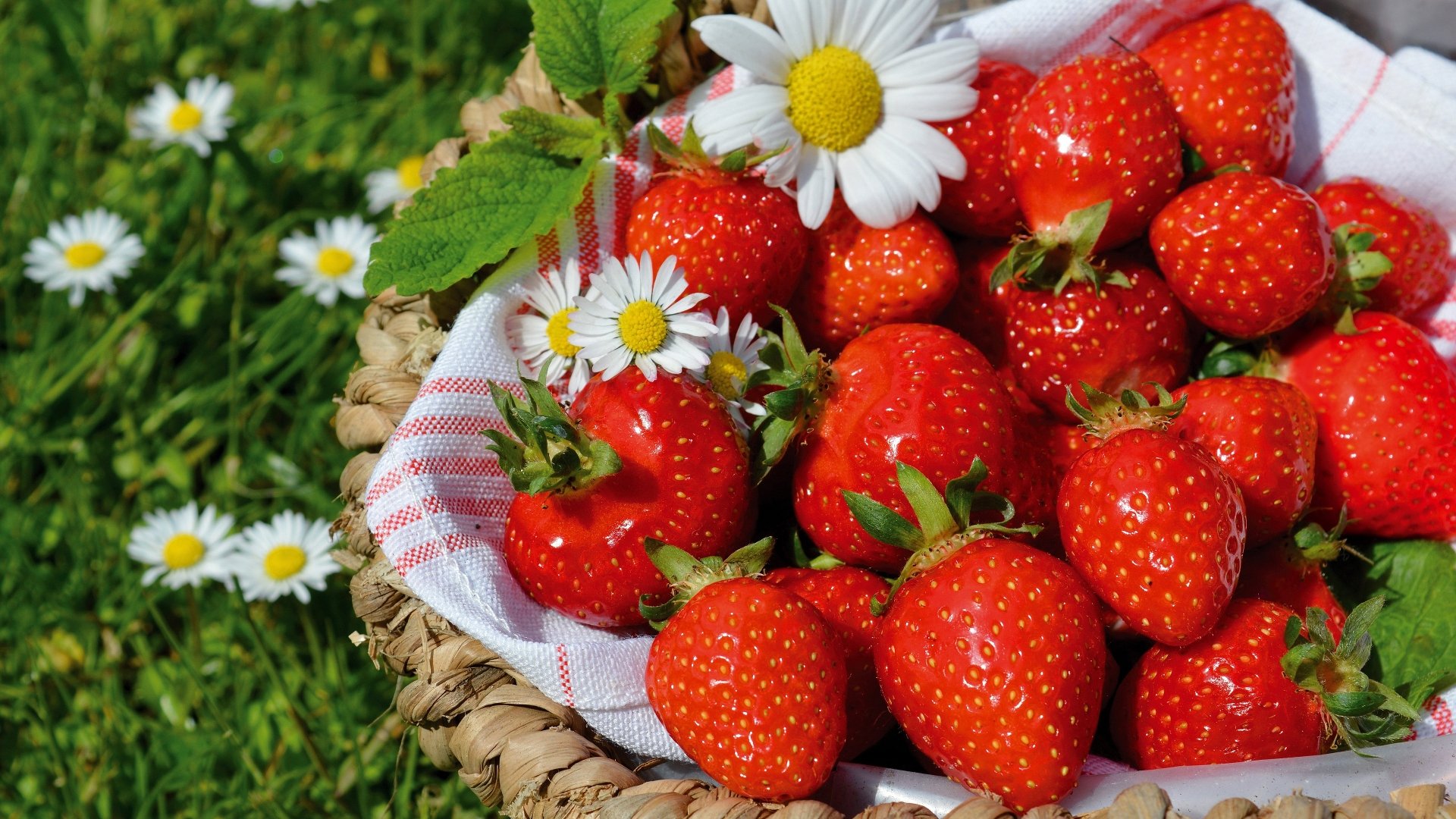 Download Chamomile Berry Food Strawberry 4k Ultra HD Wallpaper