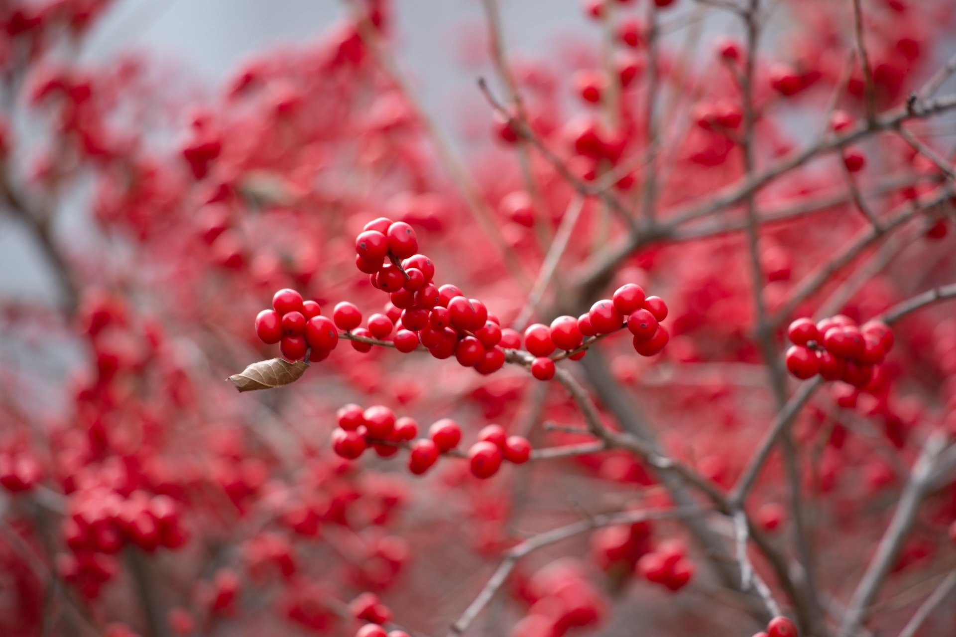 Download Branch Berry Photography Macro 4k Ultra HD Wallpaper