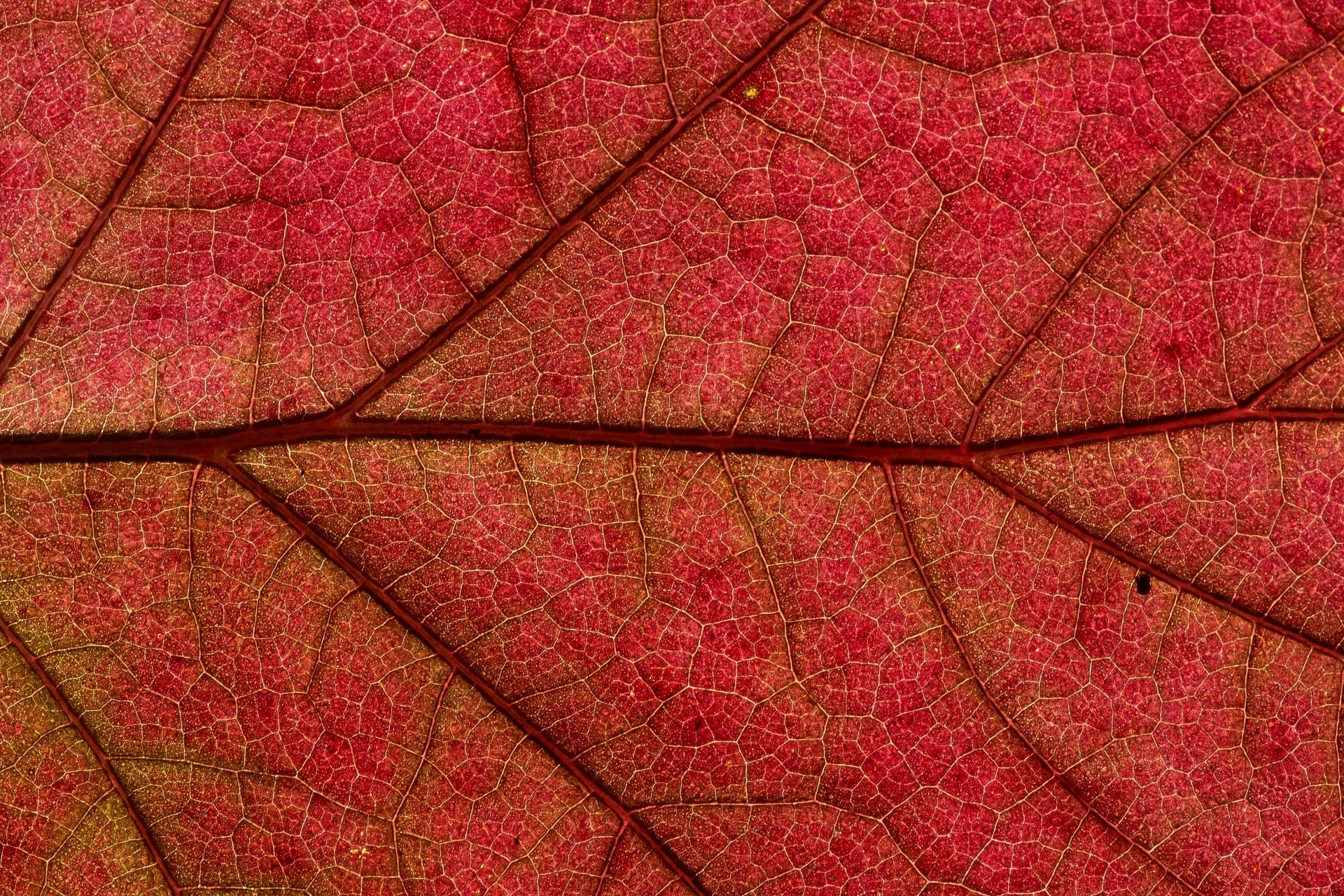 Download Leaf Nature Close-up Red Photography Macro 4k Ultra HD Wallpaper
