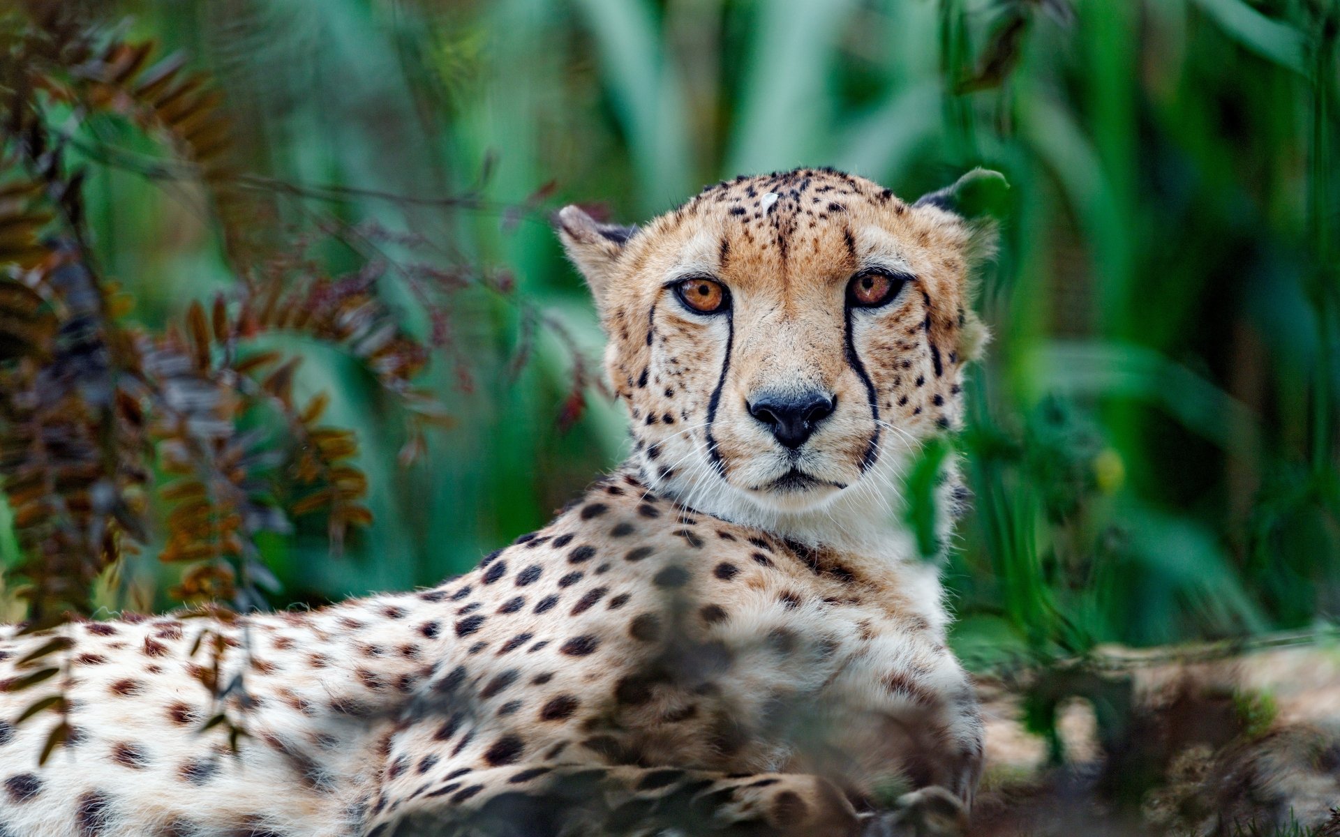 Download Animal Cheetah 4k Ultra HD Wallpaper