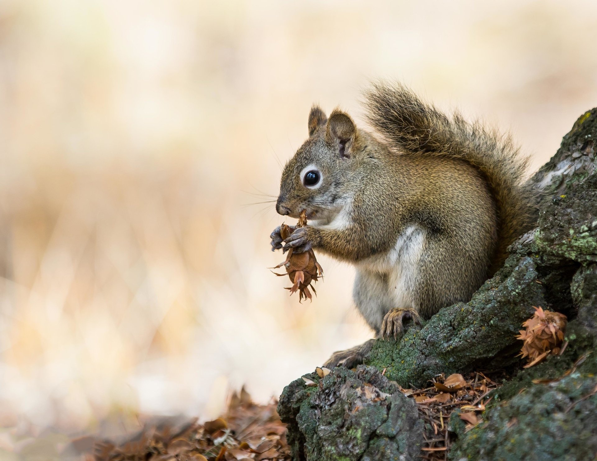 Animal Squirrel HD Wallpaper