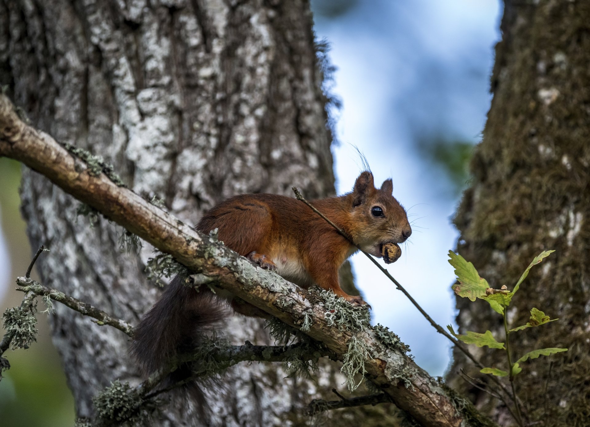 Download Rodent Animal Squirrel 4k Ultra HD Wallpaper | 6462x4674 ...