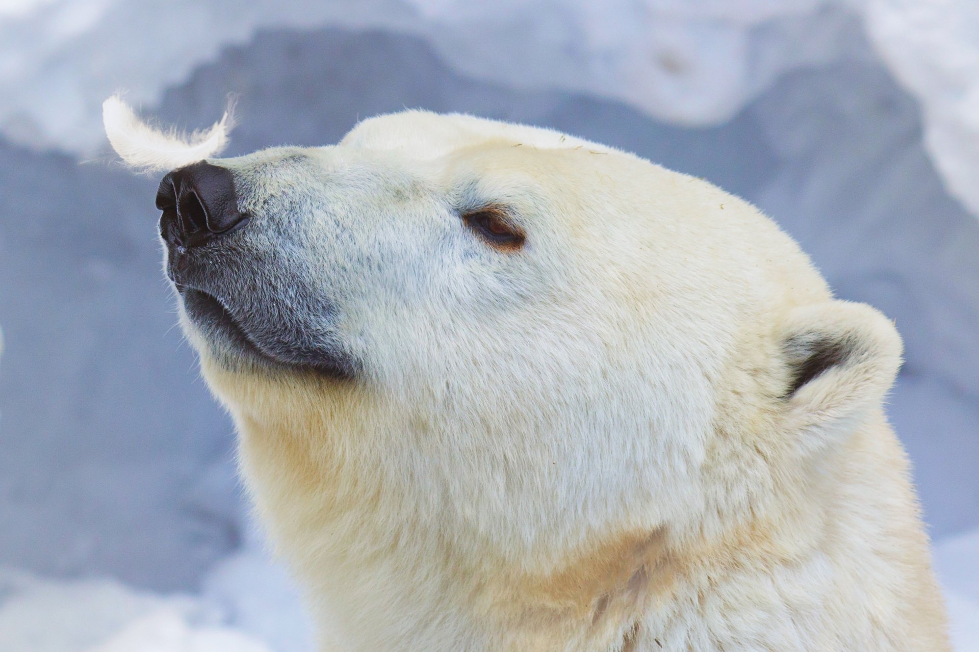 Download Animal Polar Bear  HD Wallpaper